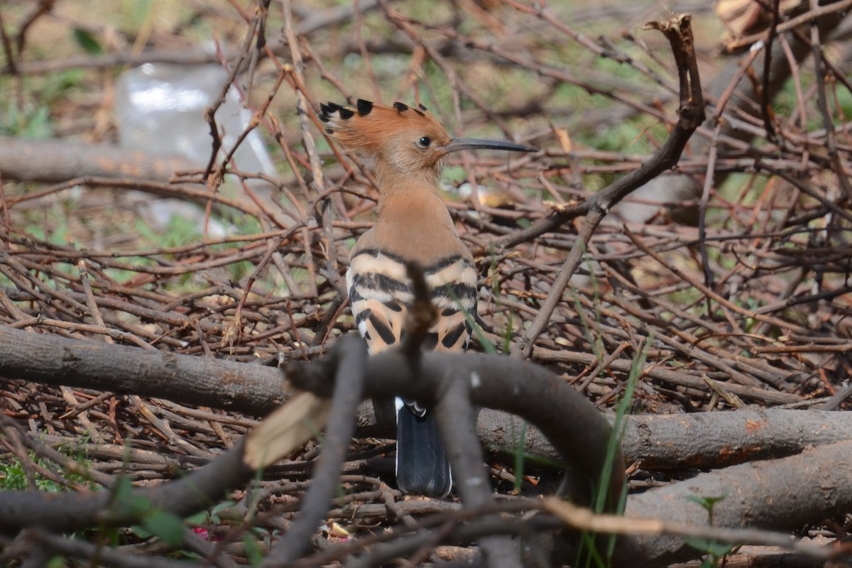 Удод (senegalensis/waibeli) - ML626464703