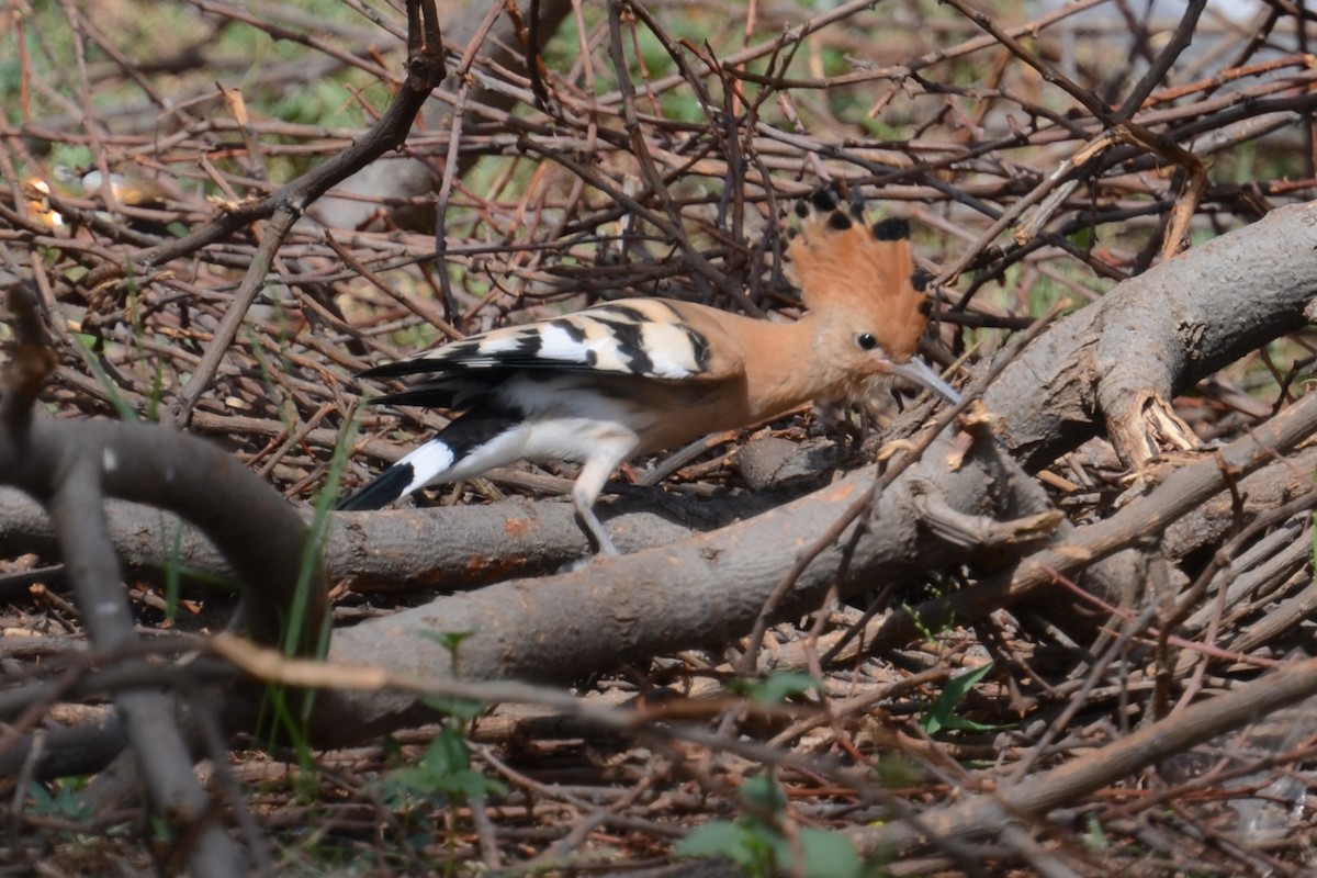 Удод (senegalensis/waibeli) - ML626464705