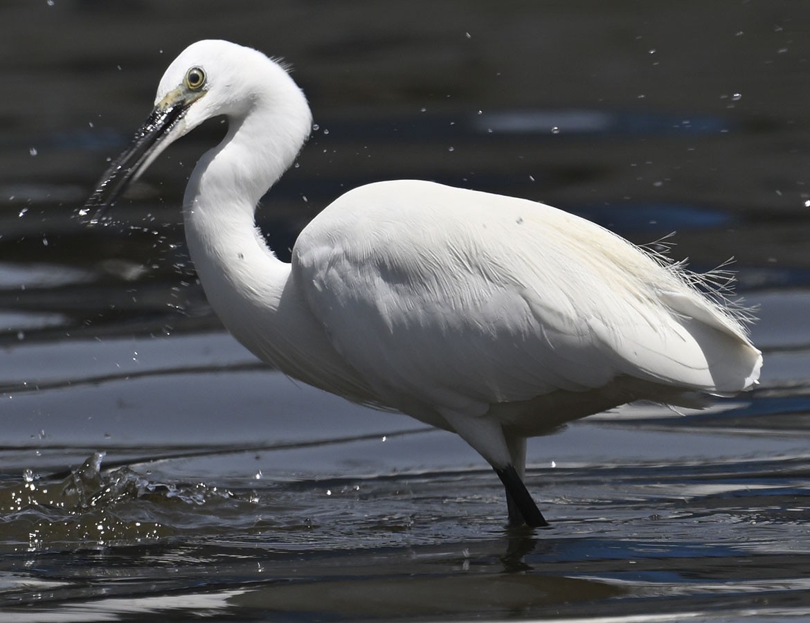 Little Egret (Western) - ML626464787