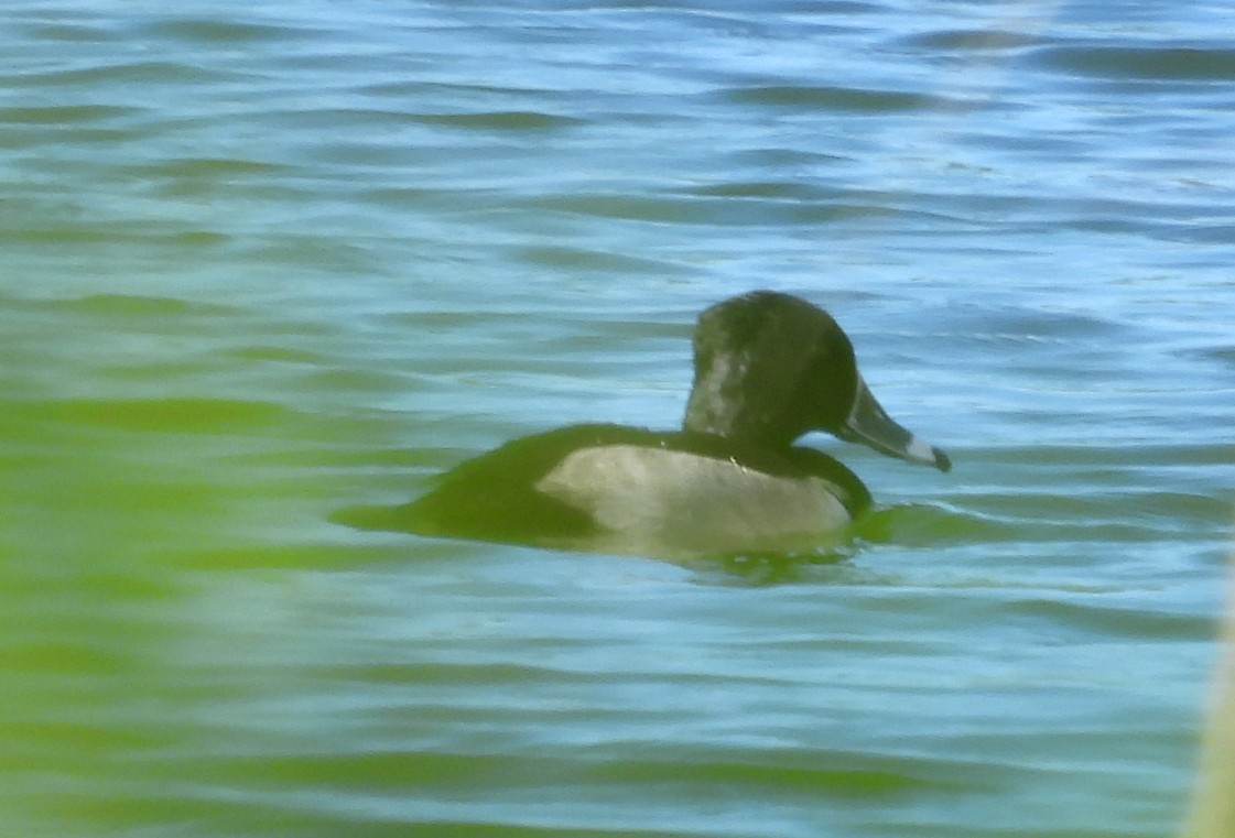 Ring-necked Duck - ML626464955
