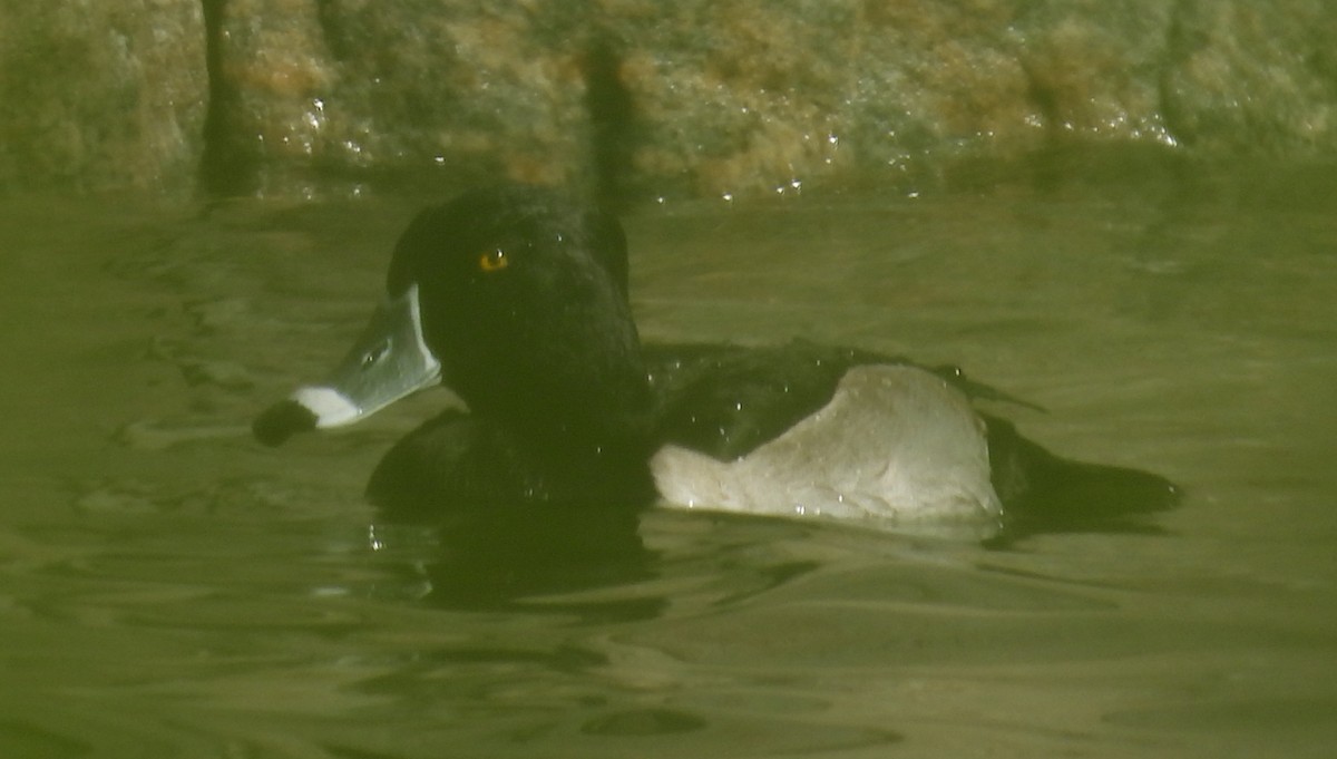 Ring-necked Duck - ML626464956