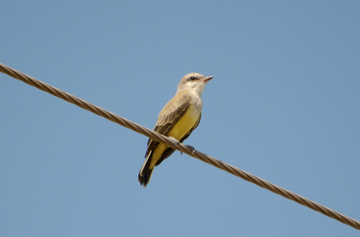 Western Kingbird - ML62646541