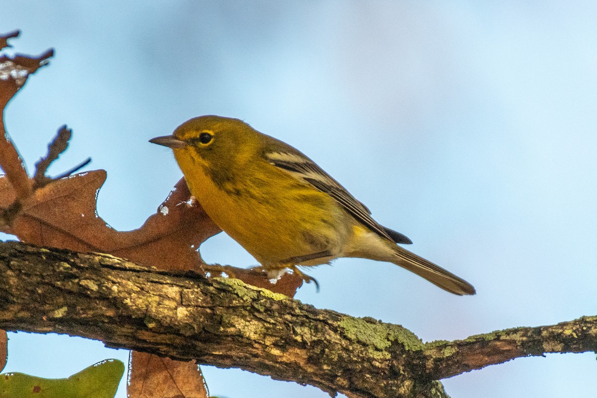 Vireo sp. - ML626465484