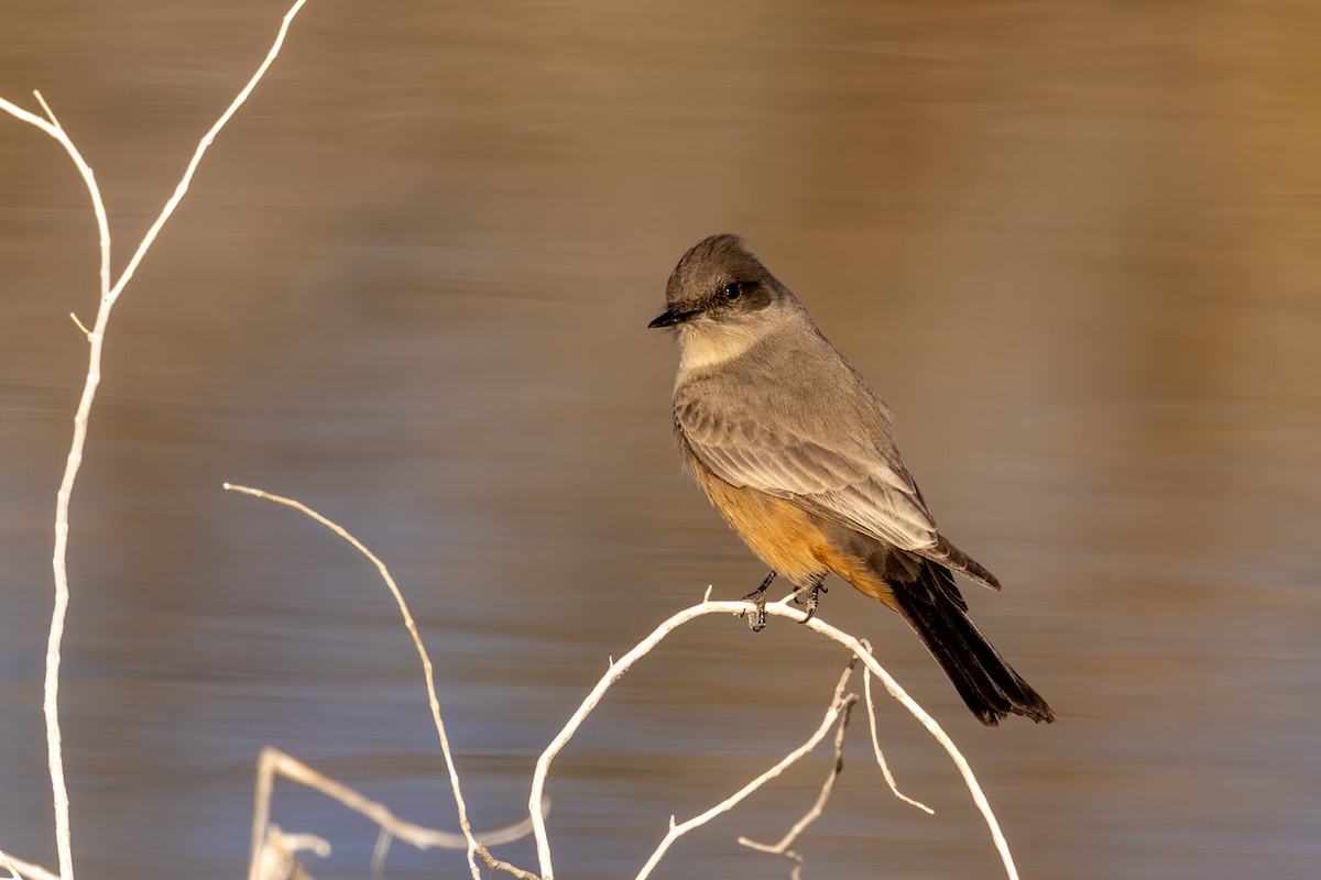 Say's Phoebe - ML626465498