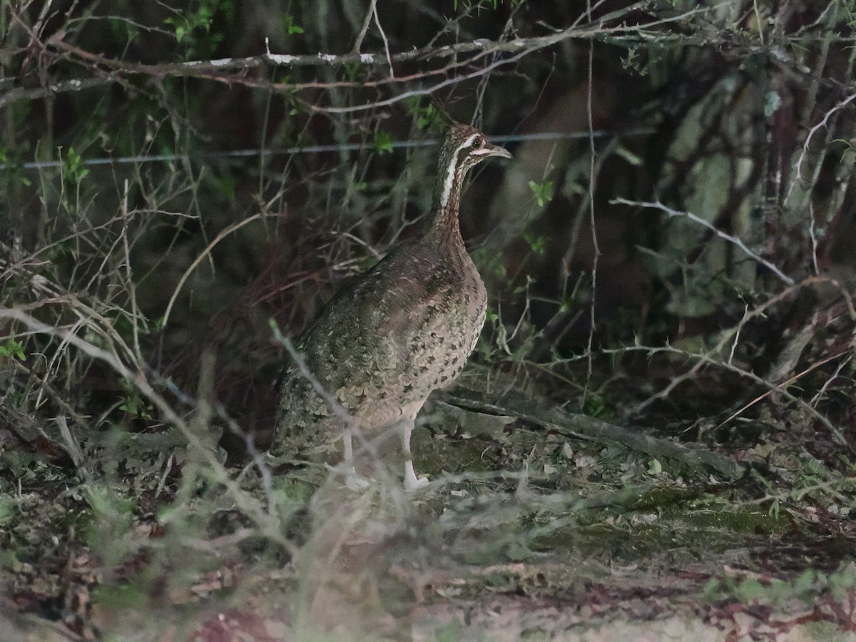 Quebracho Crested-Tinamou - ML626465514