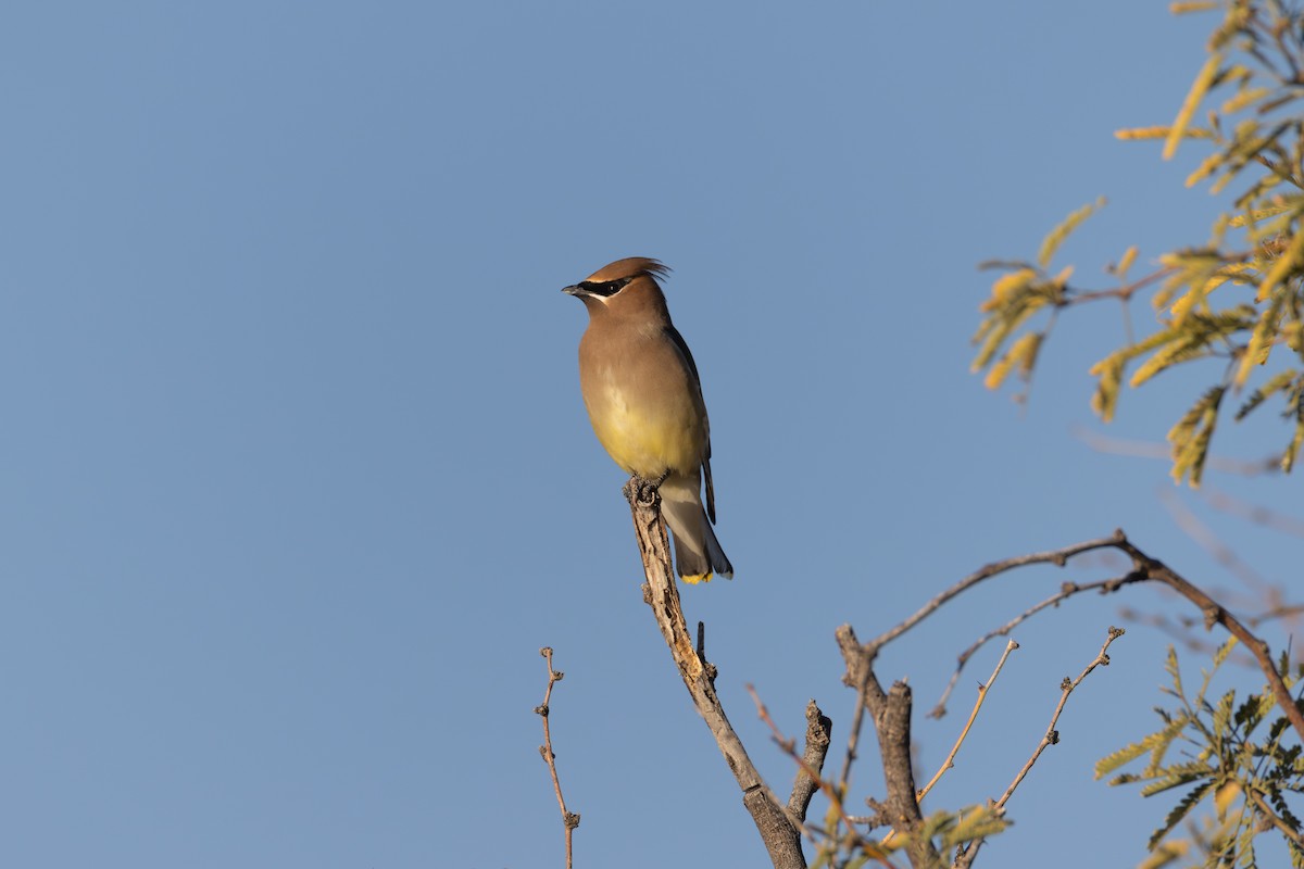 Cedar Waxwing - ML626466017