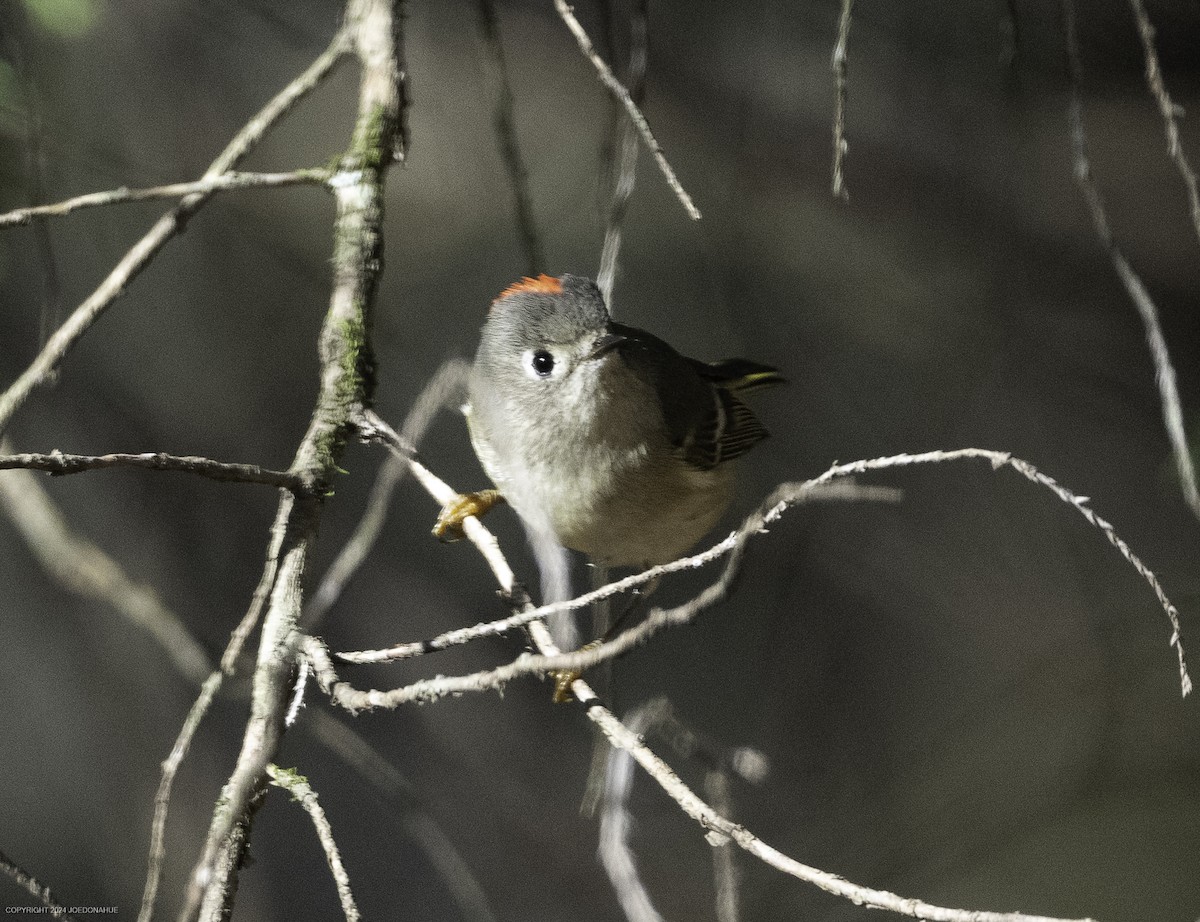 Ruby-crowned Kinglet - ML626466189