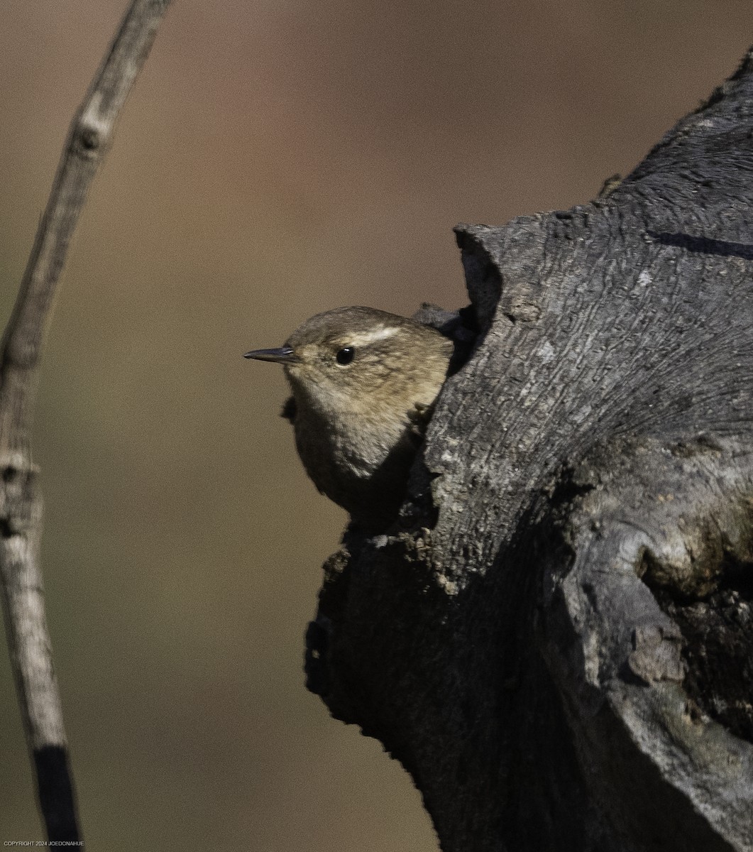 Winter Wren - ML626466208