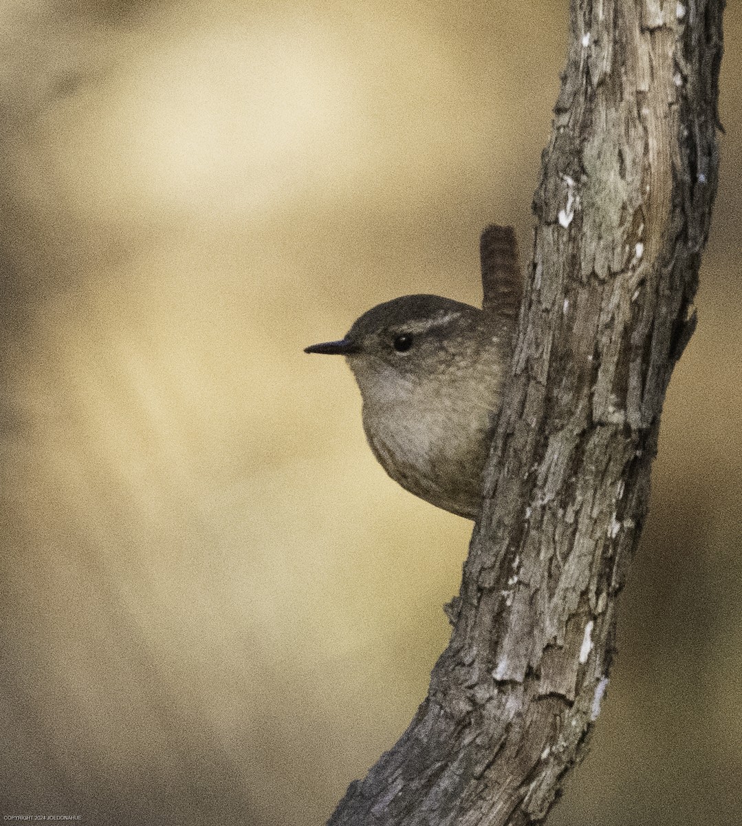 Winter Wren - ML626466209