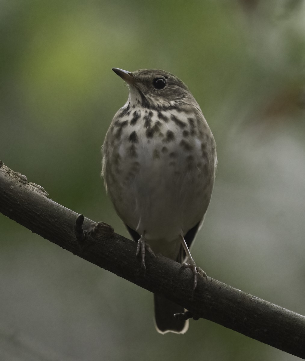Hermit Thrush - ML626466215