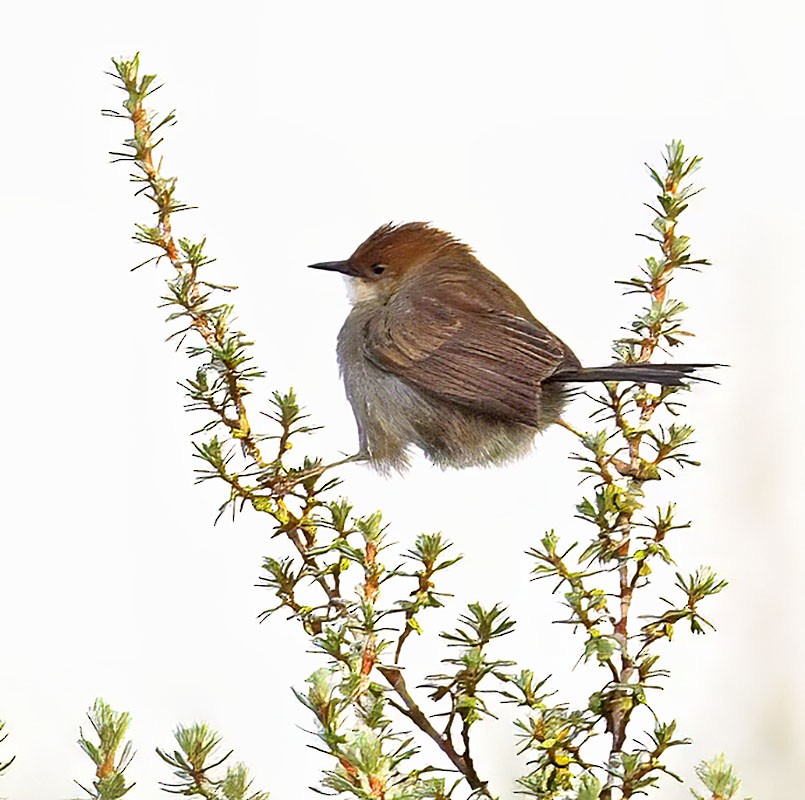 Hunter's Cisticola - ML626466272