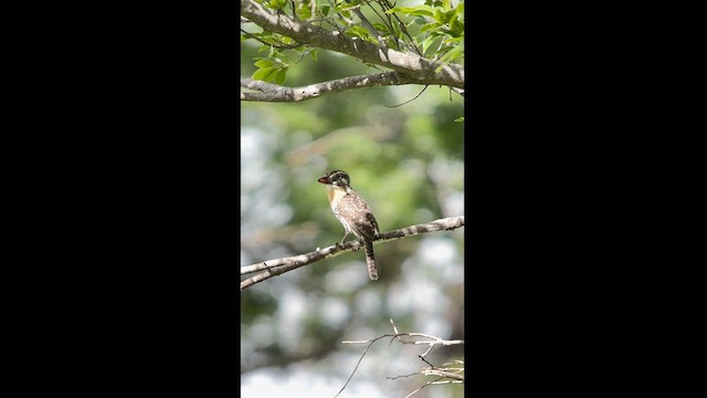 Spot-backed Puffbird (Chaco) - ML626466273