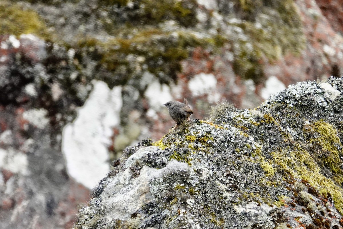 Jalca Tapaculo - ML626466384