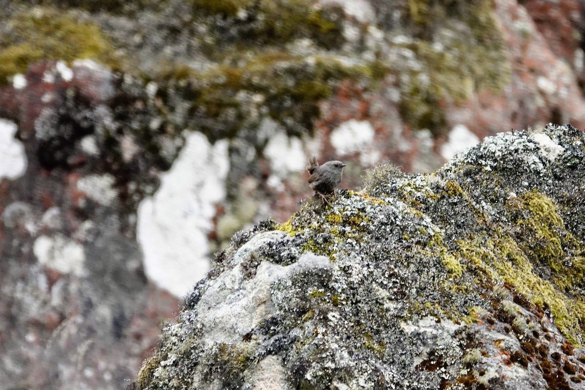 Jalca Tapaculo - ML626466385