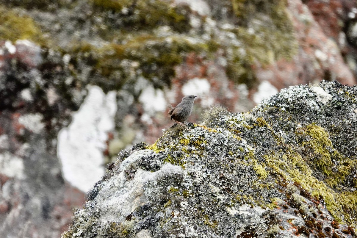 Jalca Tapaculo - ML626466386