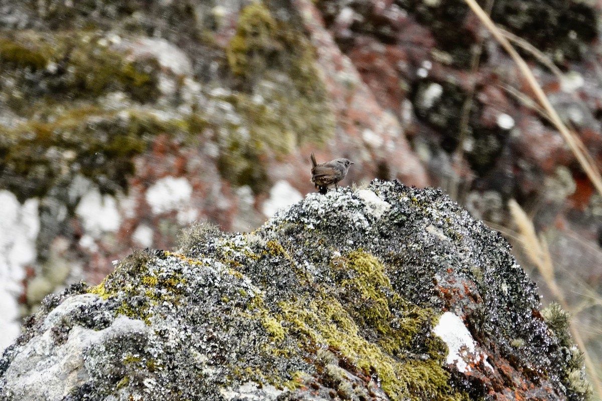 Jalca Tapaculo - ML626466387