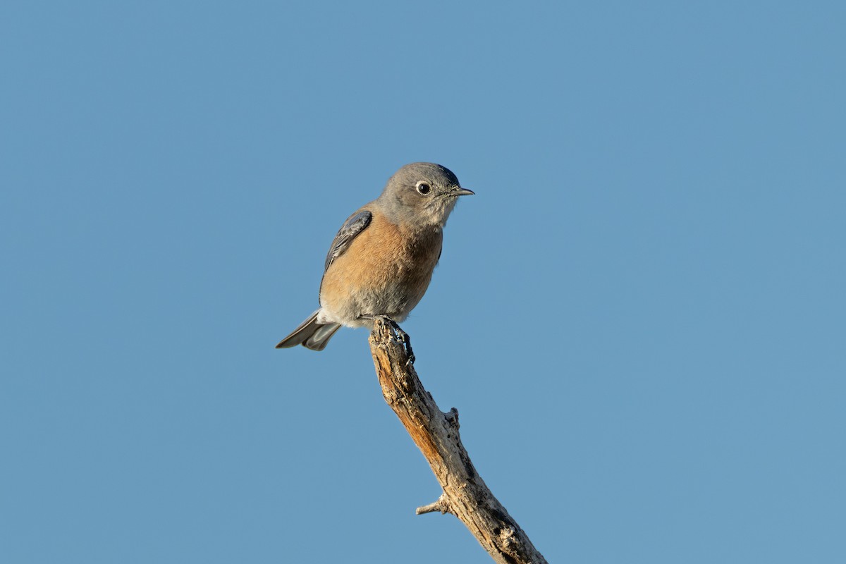 Western Bluebird - ML626466519