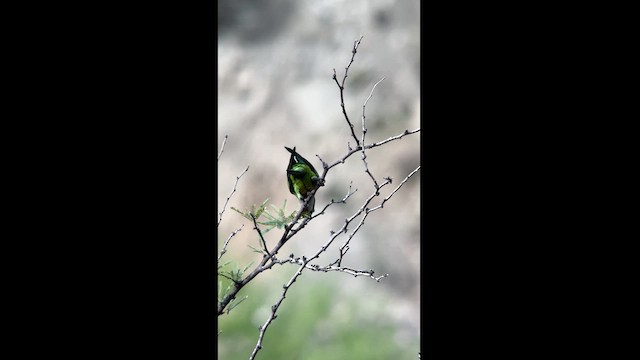 Monk Parakeet (Cliff) - ML626466553