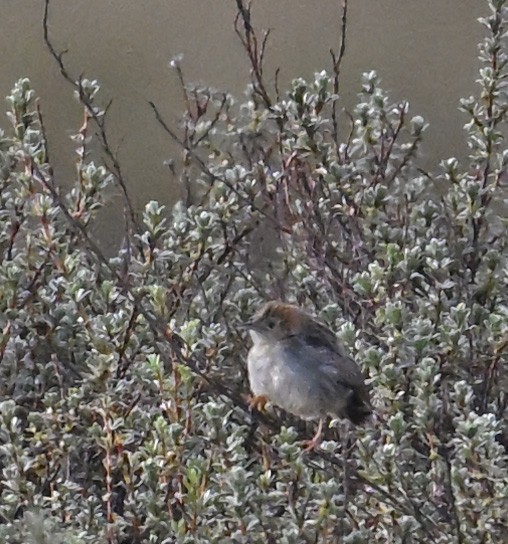 Aberdare Cisticola - ML626466657