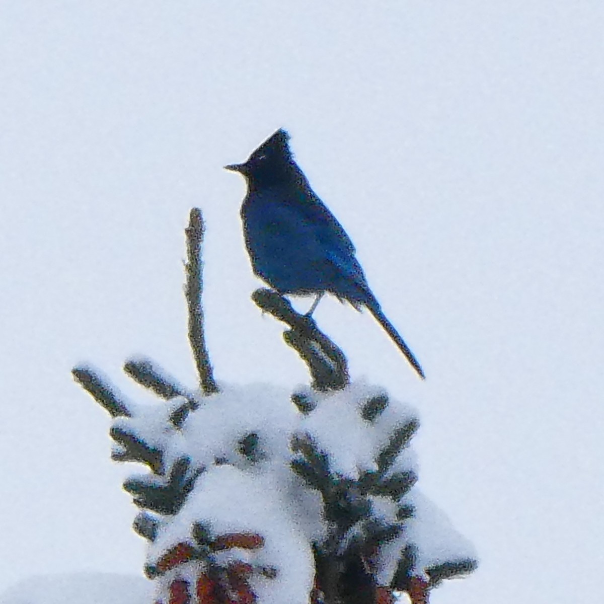 Steller's Jay - ML626466817