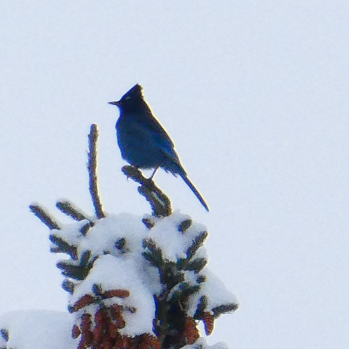 Steller's Jay - ML626466818