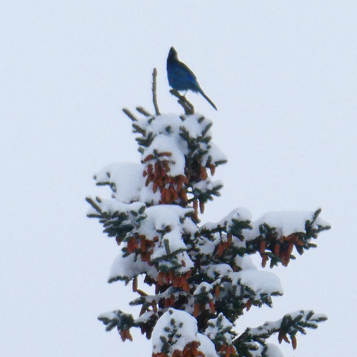 Steller's Jay - ML626466819