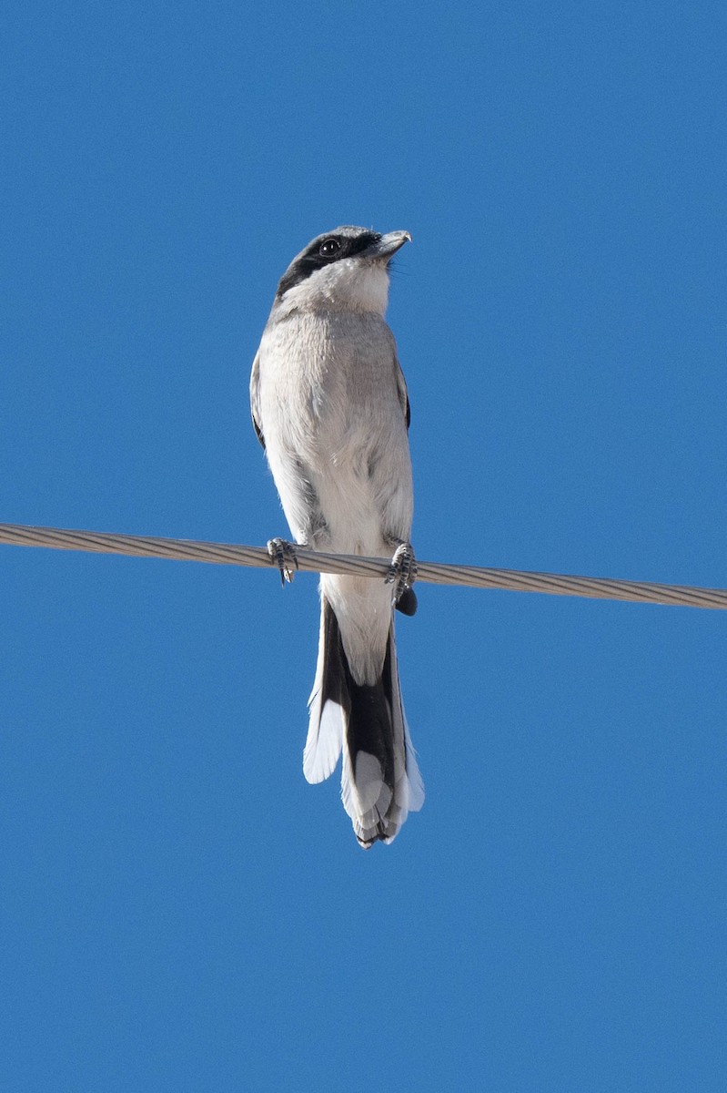 Loggerhead Shrike - ML626466991