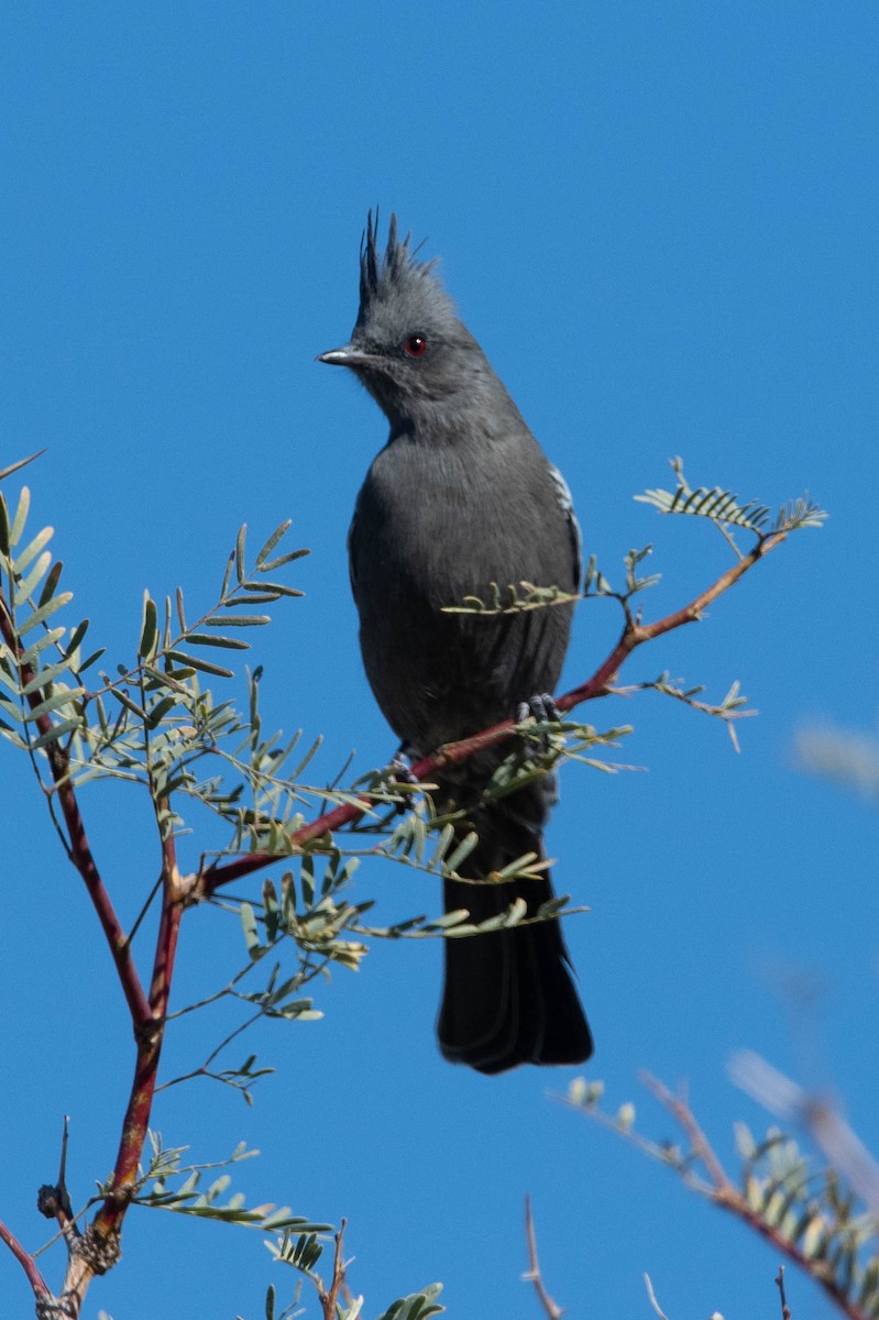 Phainopepla - ML626466997