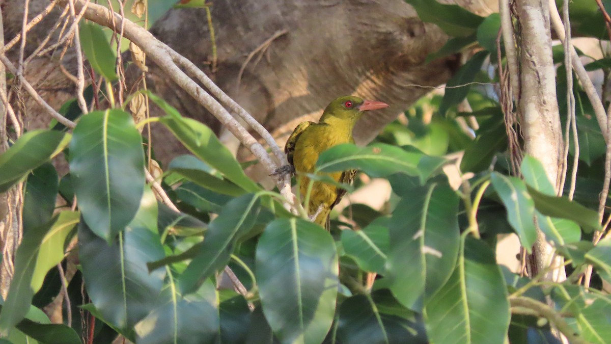Green Oriole - ML626467063