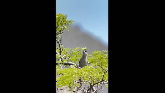 Giant Antshrike - ML626467075