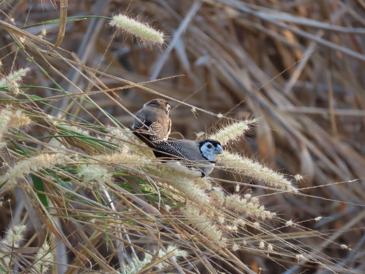 Double-barred Finch - ML626467107