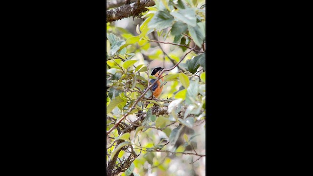 Tangara à ventre marron - ML626467140