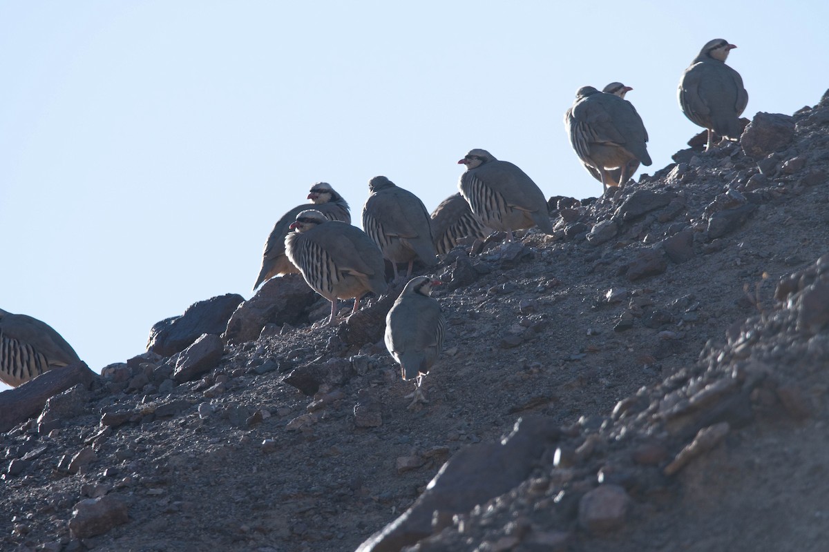 Chukar - ML626467146