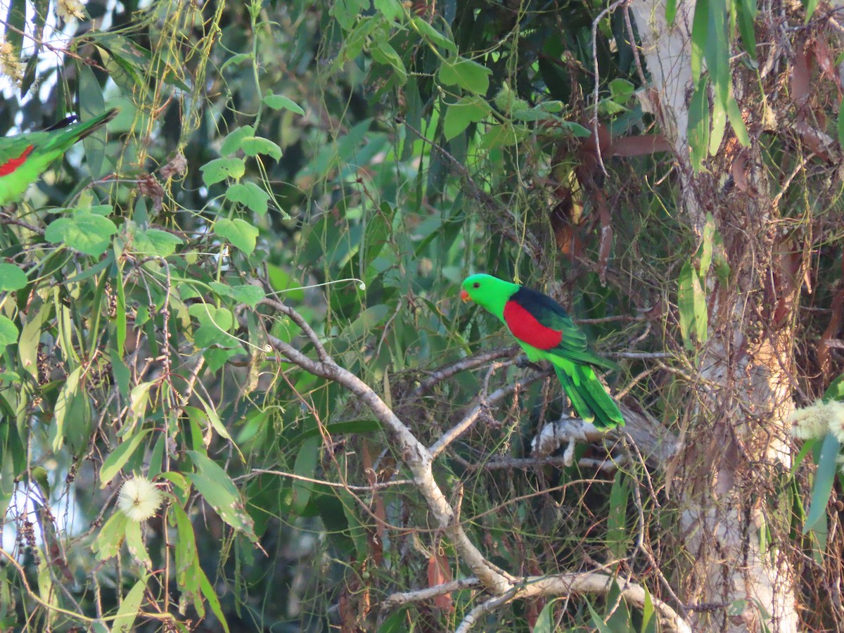 Red-winged Parrot - ML626467147