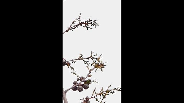 アカフタオハチドリ - ML626467158