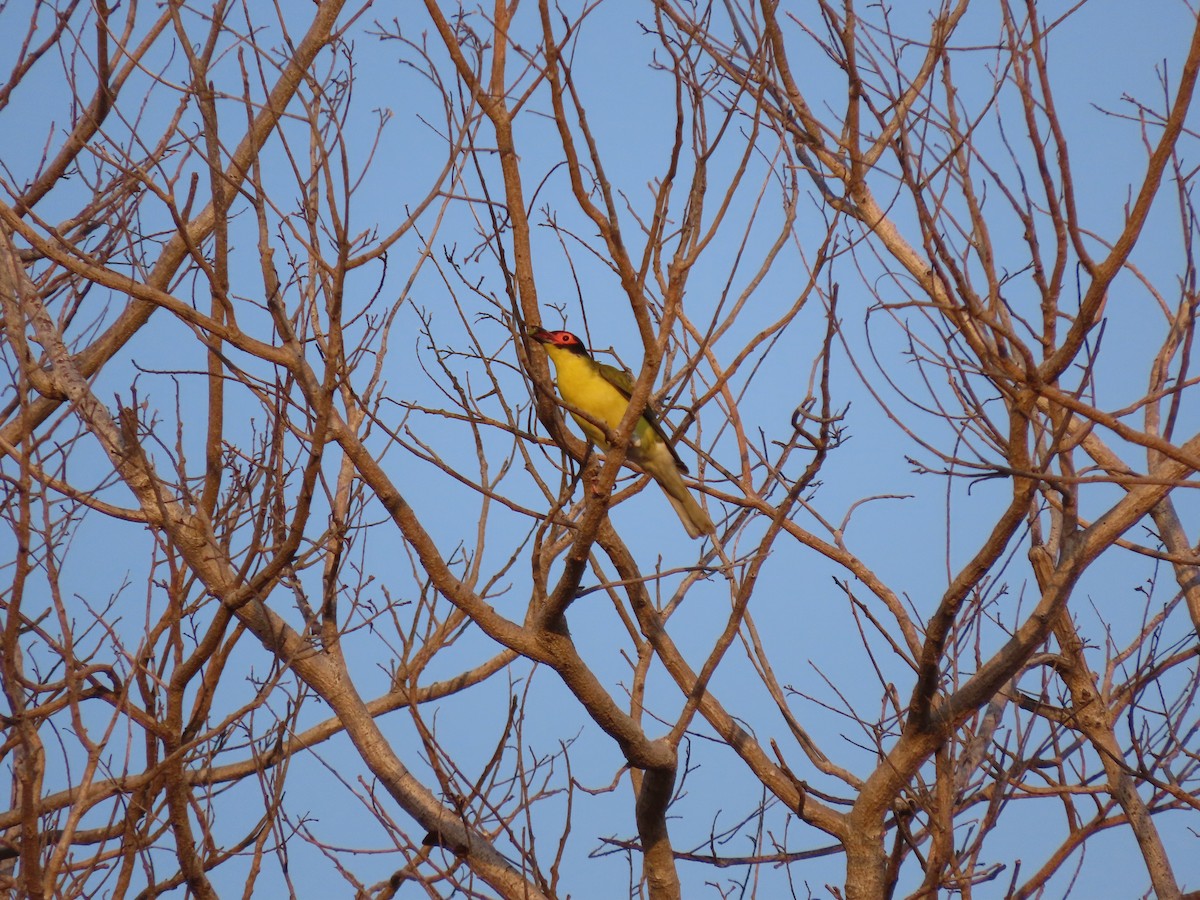 Australasian Figbird - ML626467164