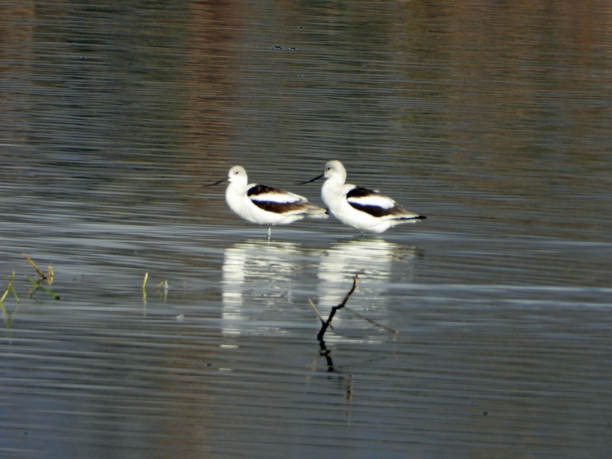 American Avocet - ML626467186
