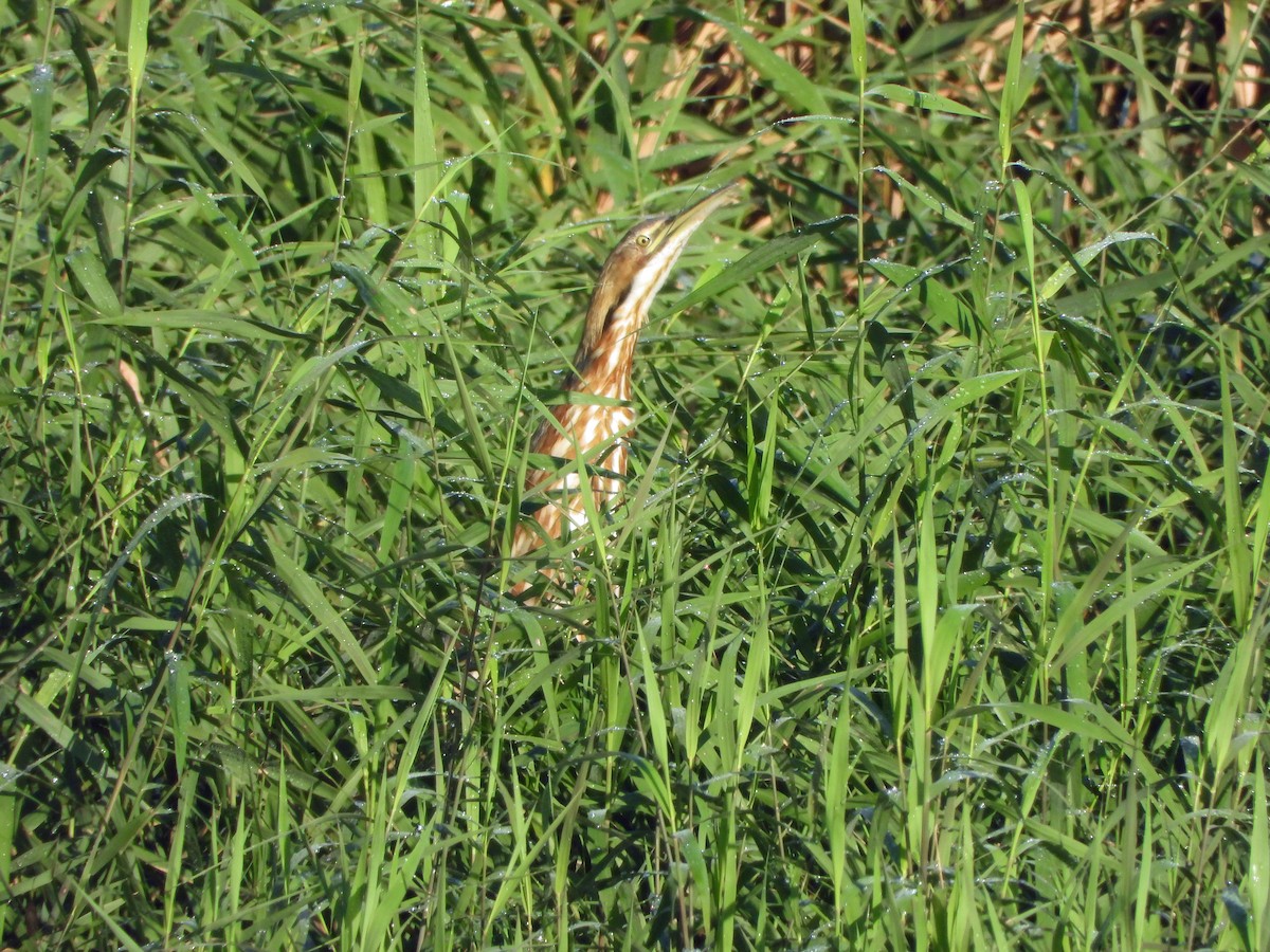 American Bittern - ML626467192