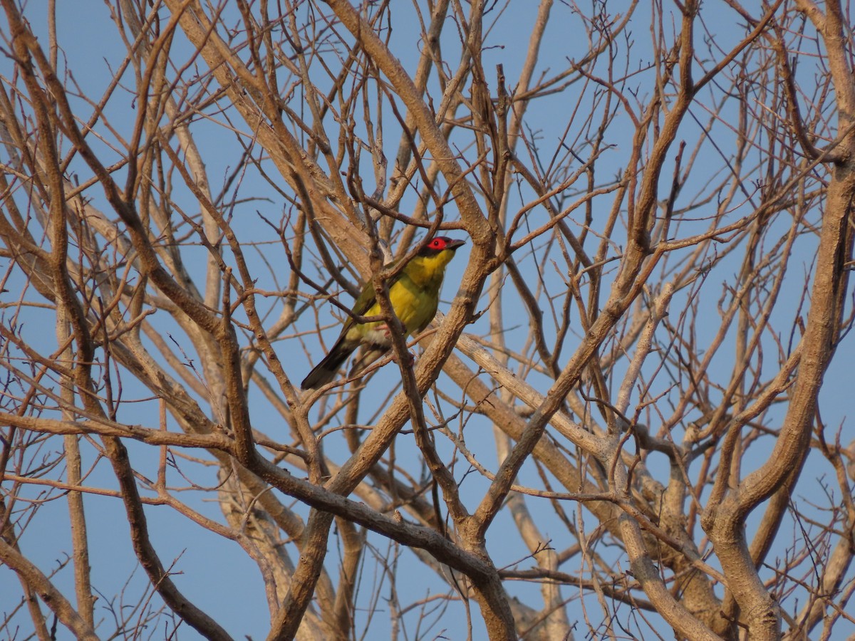 Australasian Figbird - ML626467201
