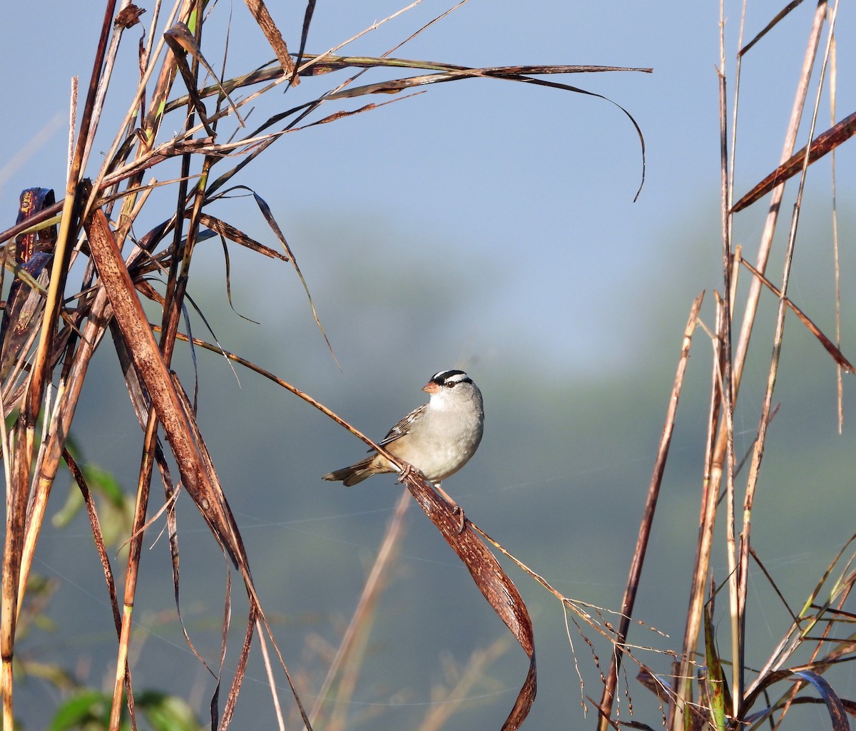 White-crowned Sparrow - ML626467208