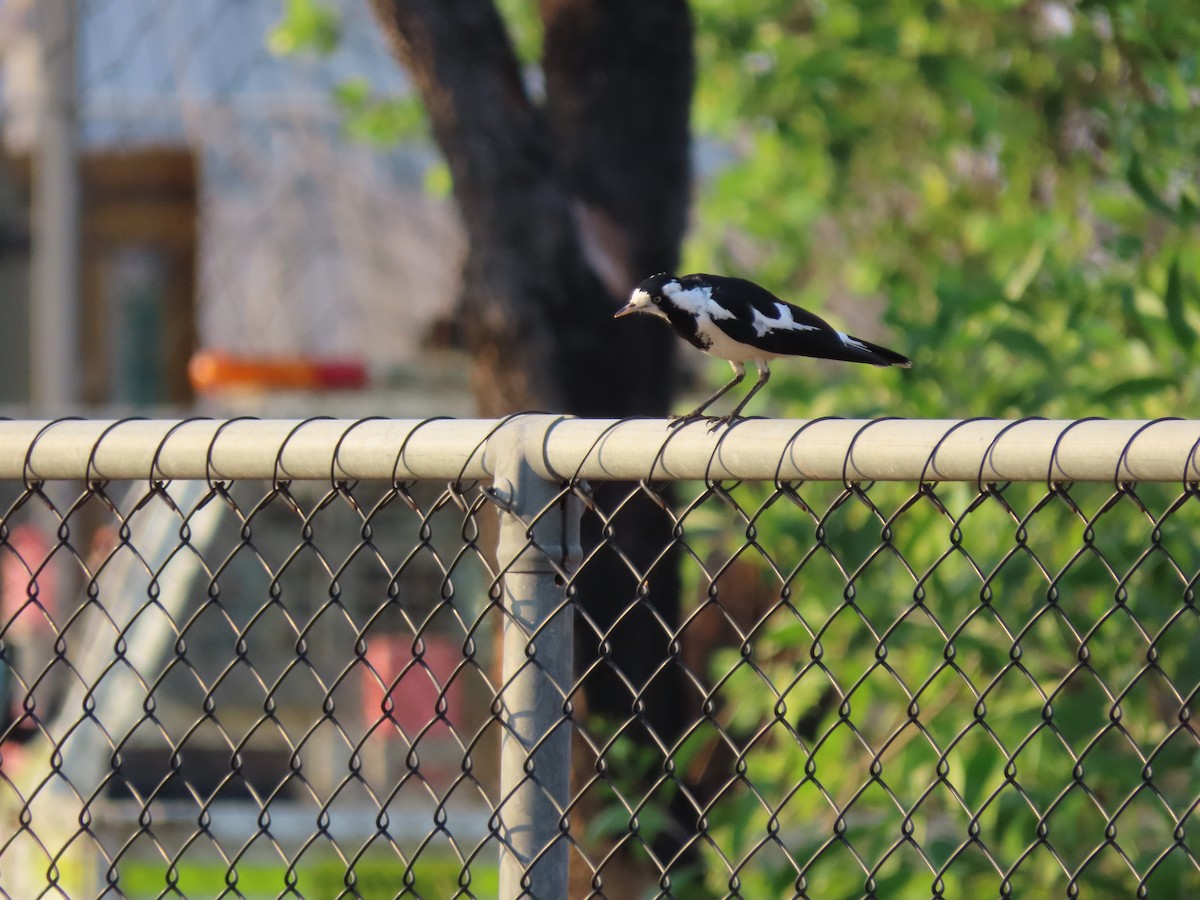 Magpie-lark - ML626467214