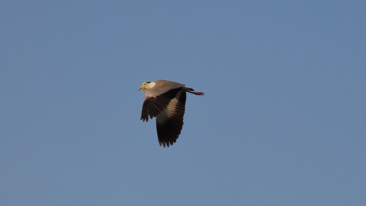 Masked Lapwing - ML626467249