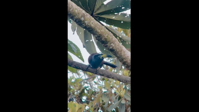 Toucan à capuchon - ML626467259