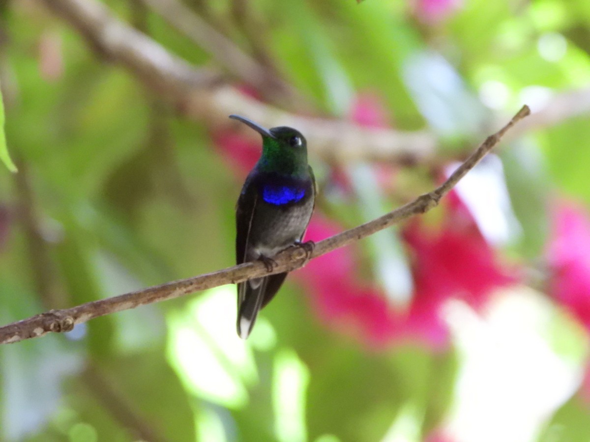 Violet-chested Hummingbird - ML626467291