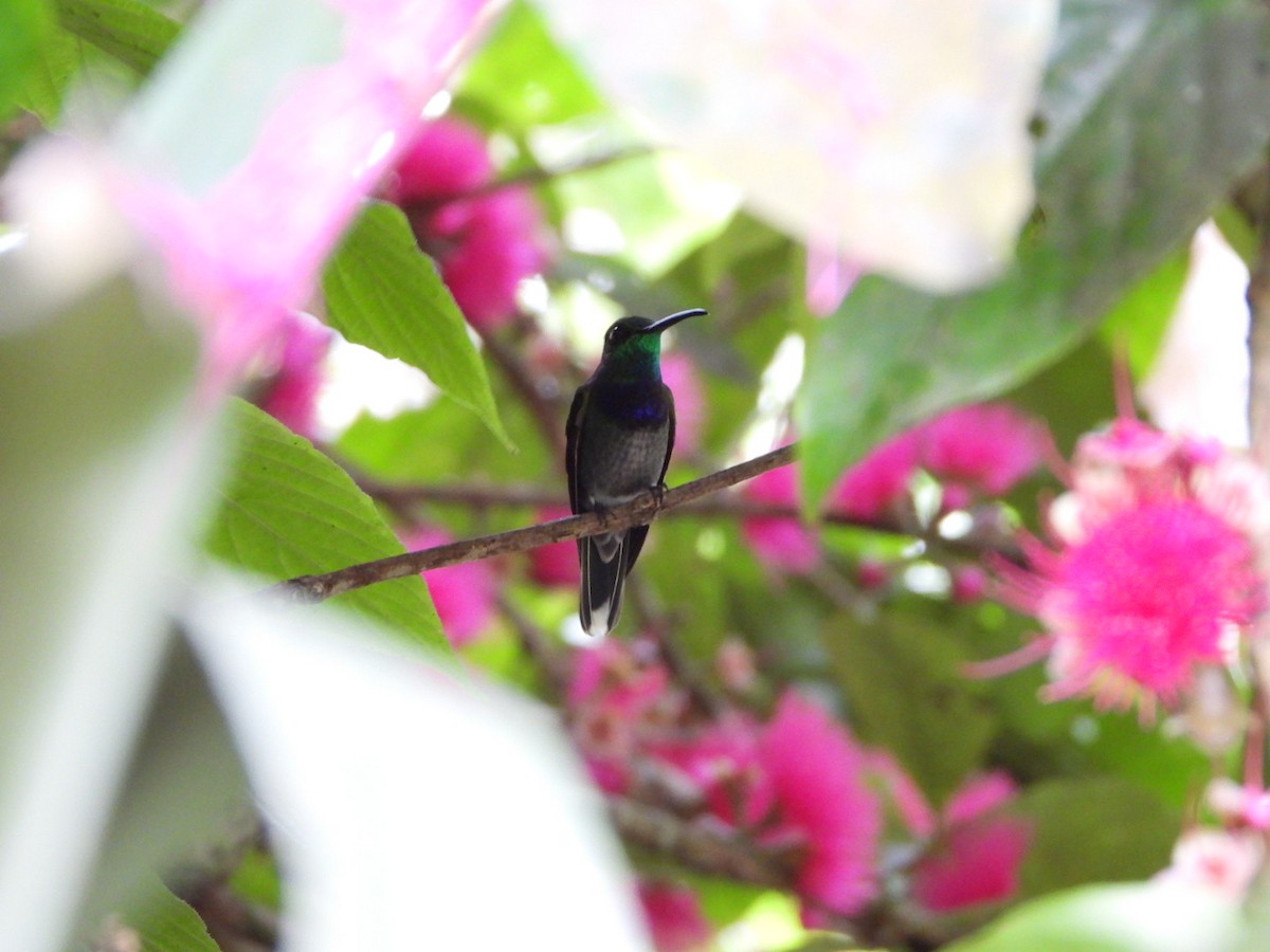 Violet-chested Hummingbird - ML626467307