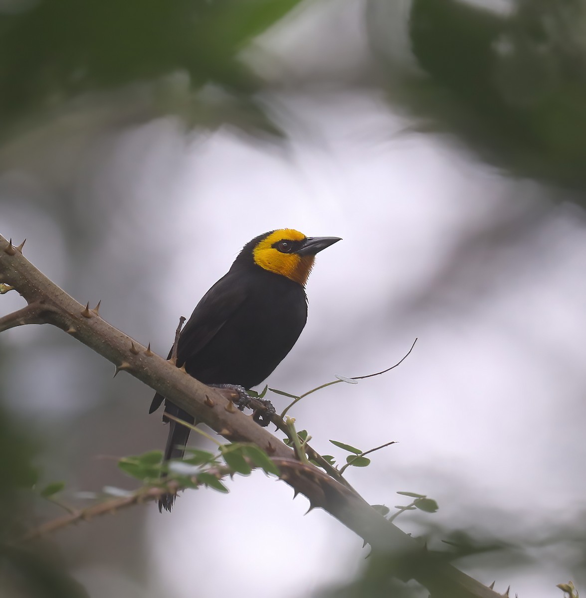 Black-billed Weaver - ML626467330