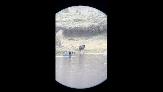 Giant Coot - ML626467393