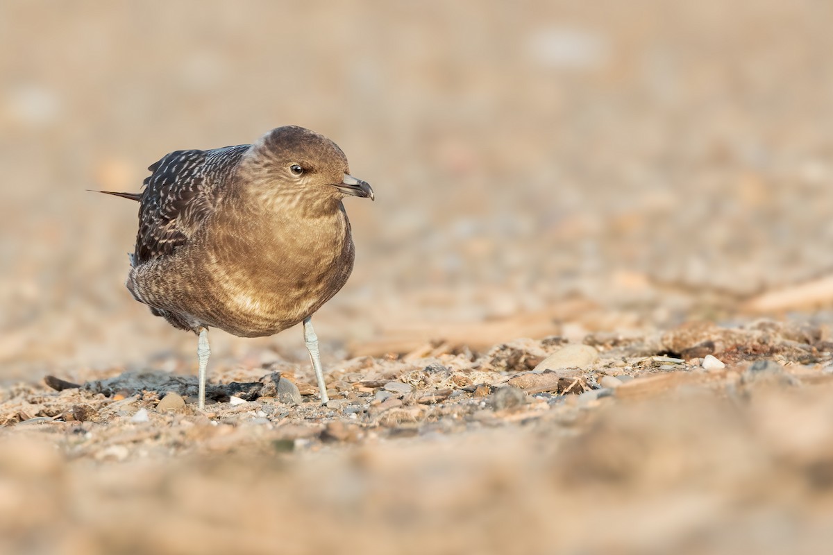 Long-tailed Jaeger - ML626467437