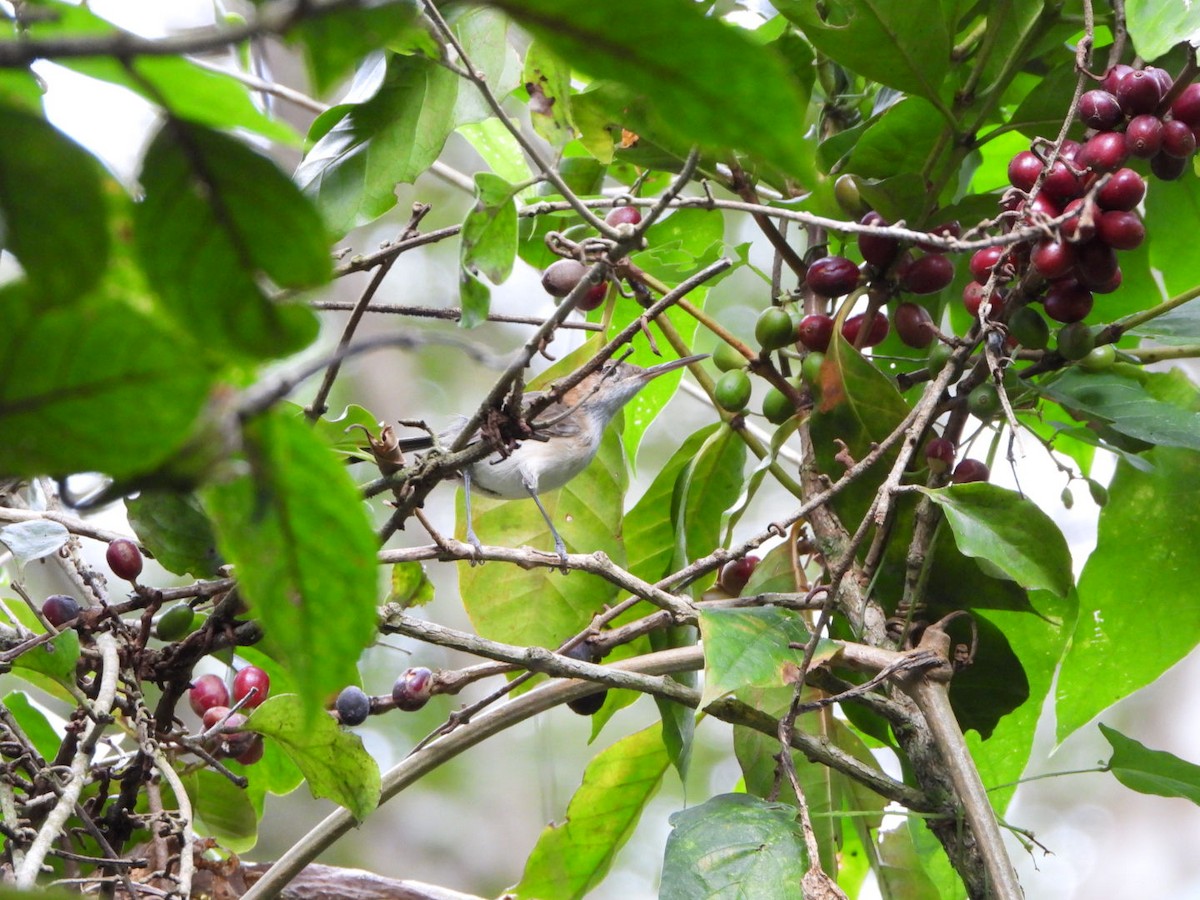 Long-billed Gnatwren - ML626467674