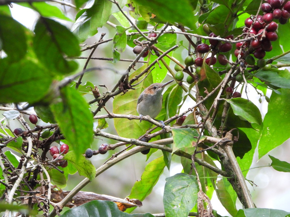 Long-billed Gnatwren - ML626467675